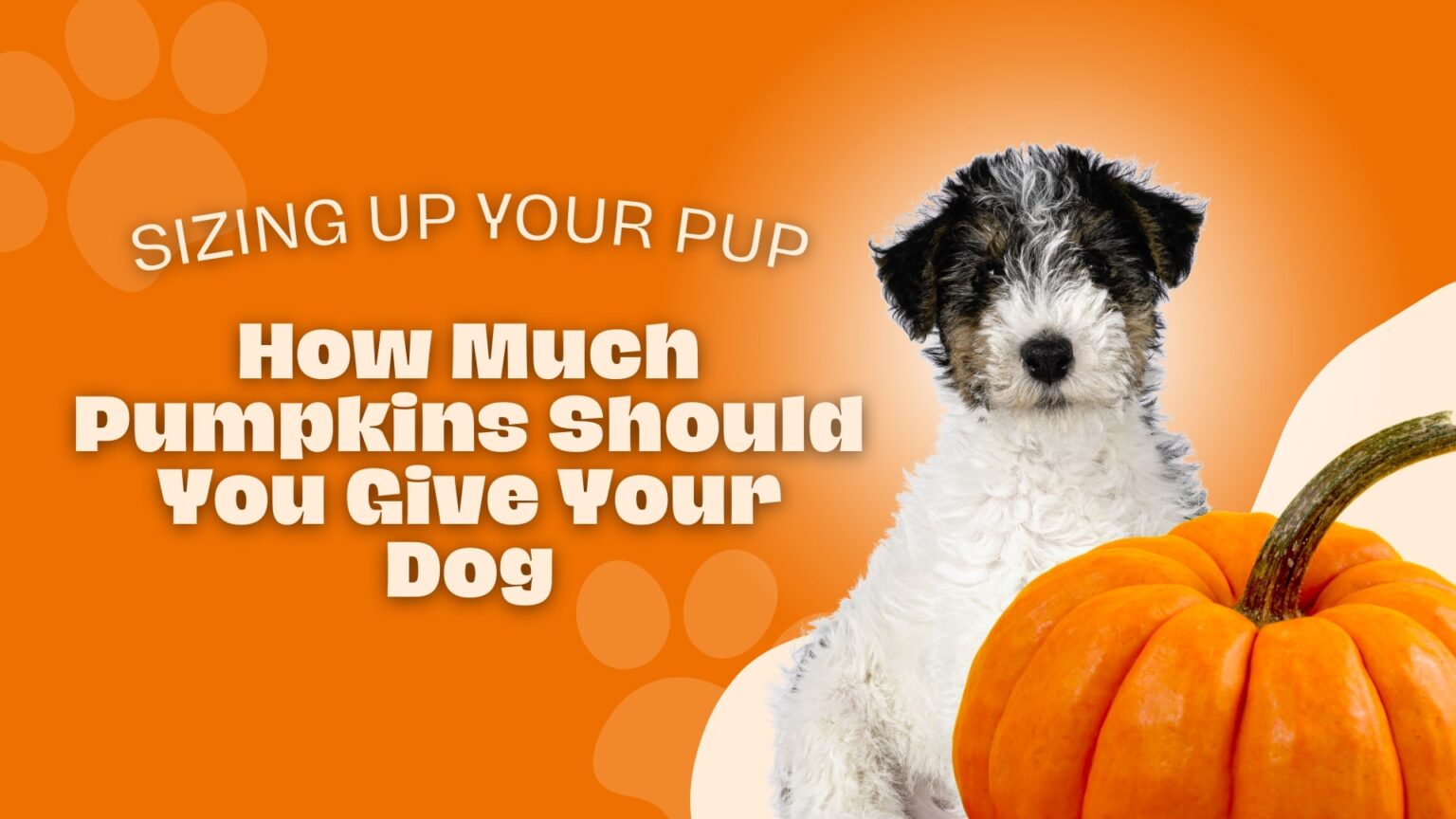 sizing-up-your-pup-how-much-pumpkins-should-you-give-your-dog-bay